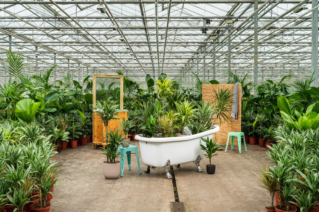 Soorten kamerplanten die niet mogen ontbreken in je urban jungle