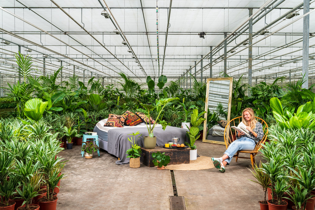 Dit zijn de 5 meest populaire kamerplanten van dit moment!