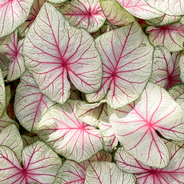 Caladiums: de mooiste meisjes van de kas