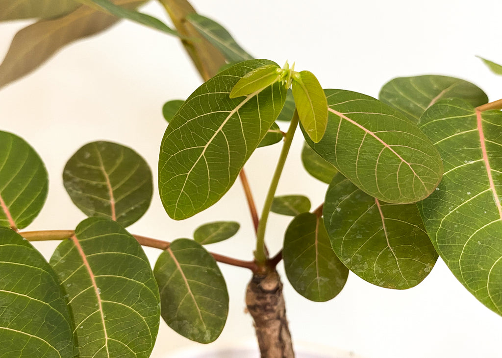 Hoe verzorg je caudexplanten?