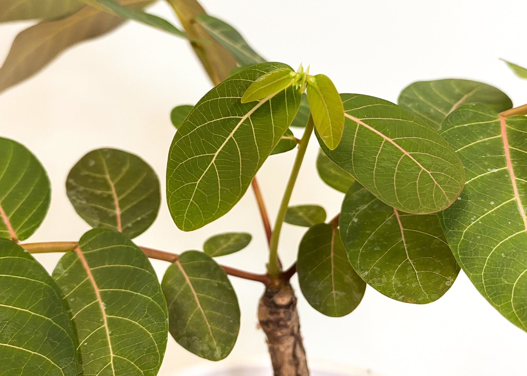 Hoe verzorg je caudexplanten?