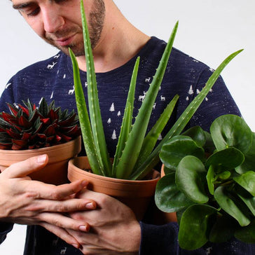 Je groene amigo's van A naar B verhuizen!