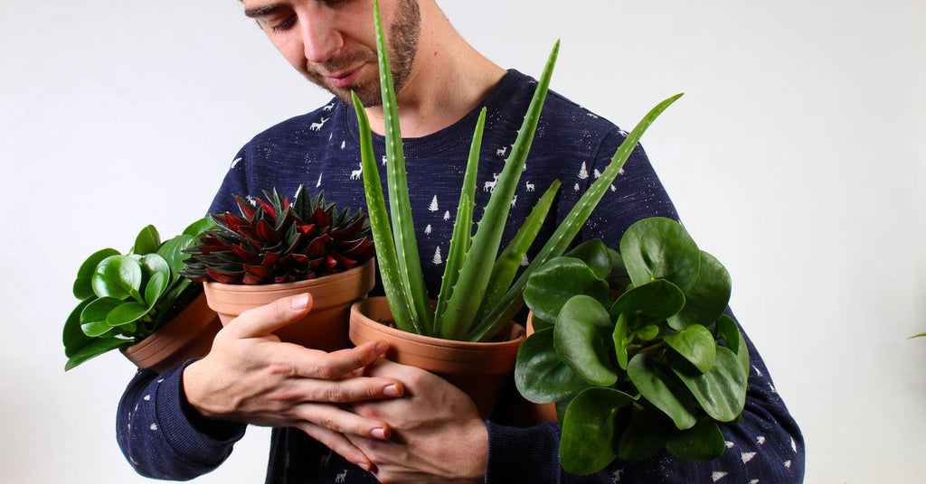 Je groene amigo's van A naar B verhuizen!
