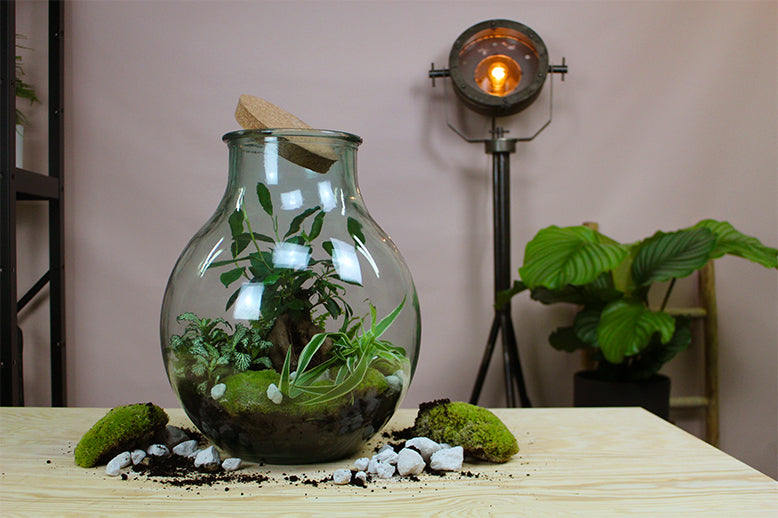Zo bouw jij een terrarium