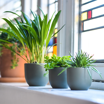 De plantendokter beantwoordt al jouw verzorgingsvragen!