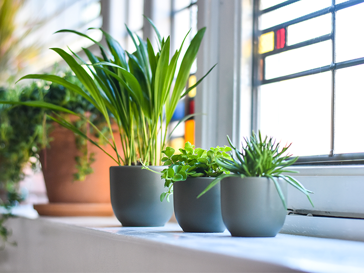 Kamerplanten op een rij | Plantsome