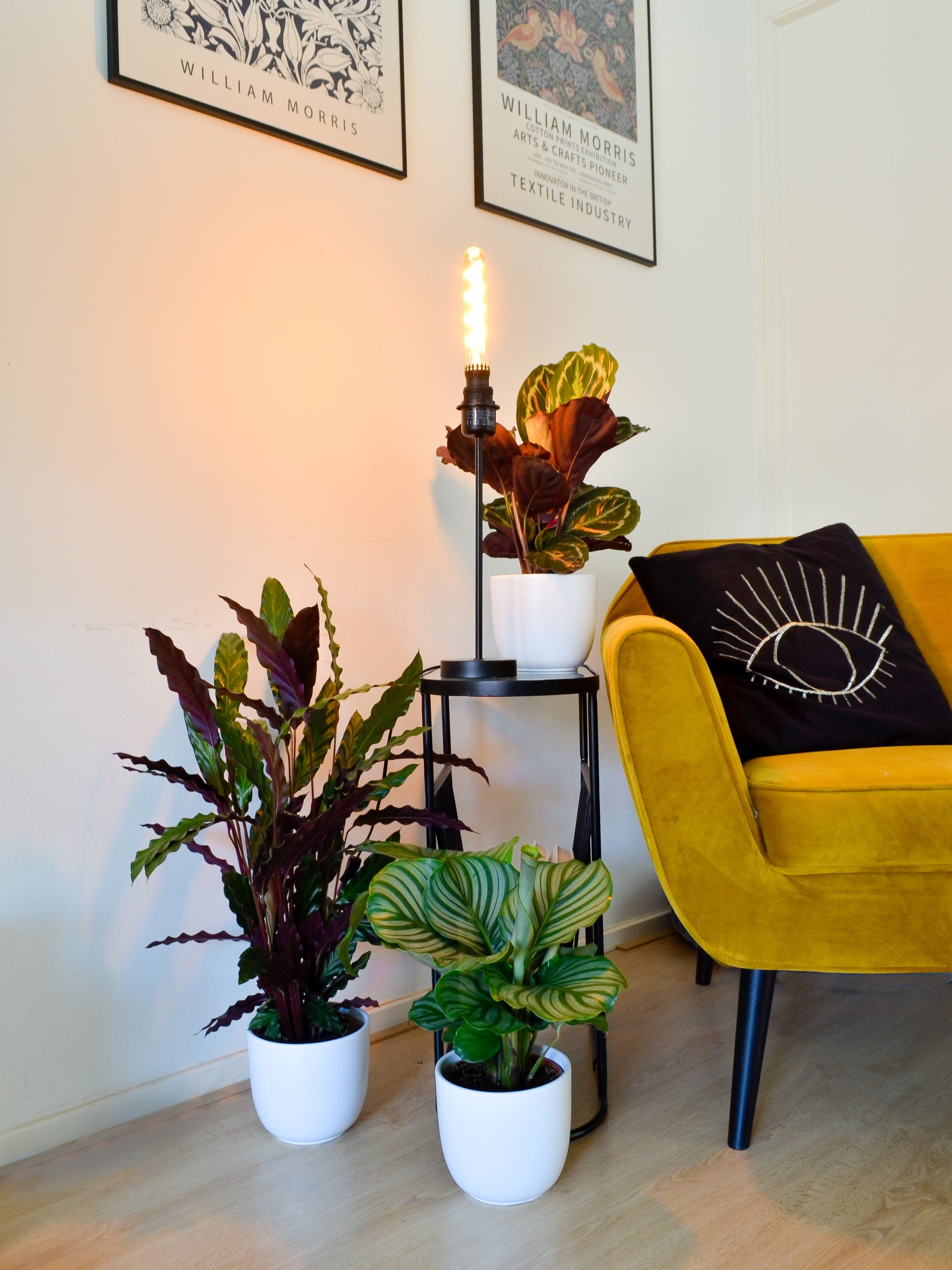 Kamerplanten | Plantsome 