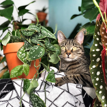 "Als ik een plant leuk vind koop ik 'm gewoon!"