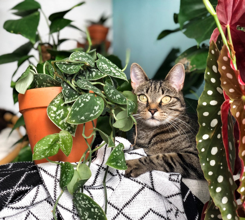 "Als ik een plant leuk vind koop ik 'm gewoon!"