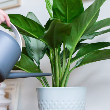 Je planten water geven? Dat doe je zo.