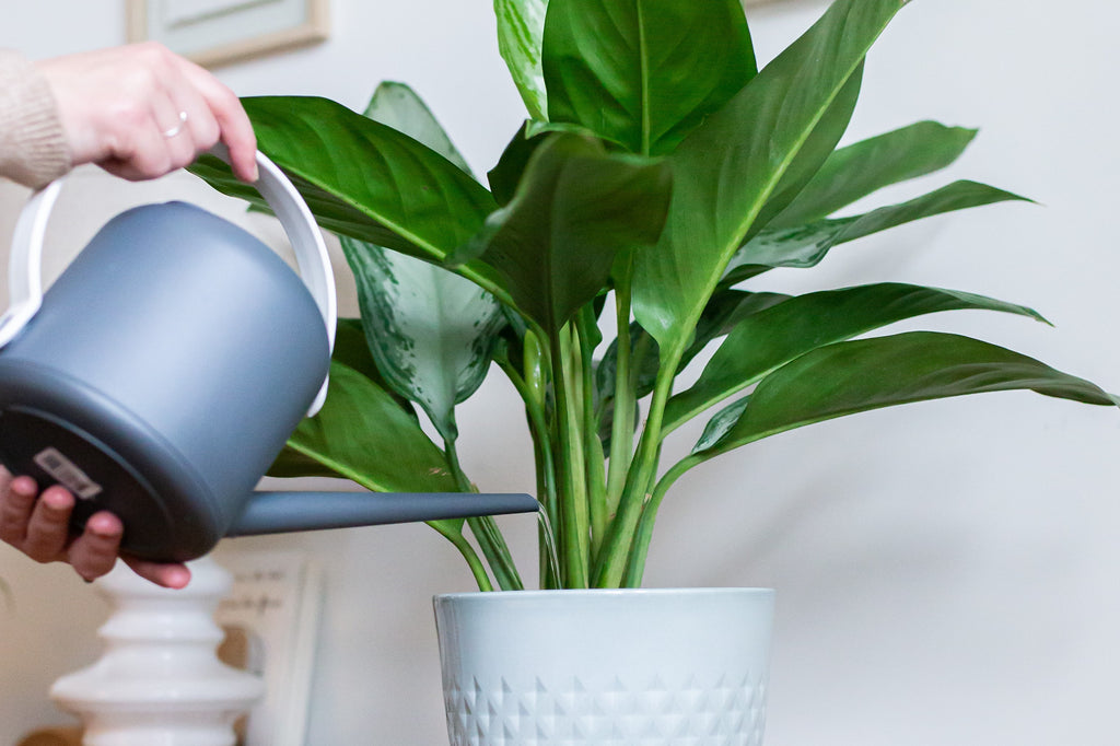 Je planten water geven? Dat doe je zo.