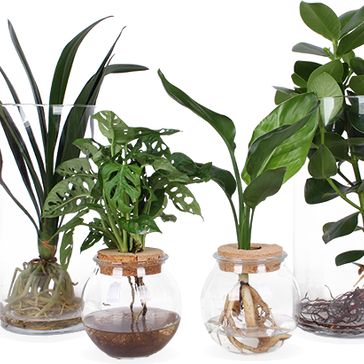 De verzorging van planten op water.