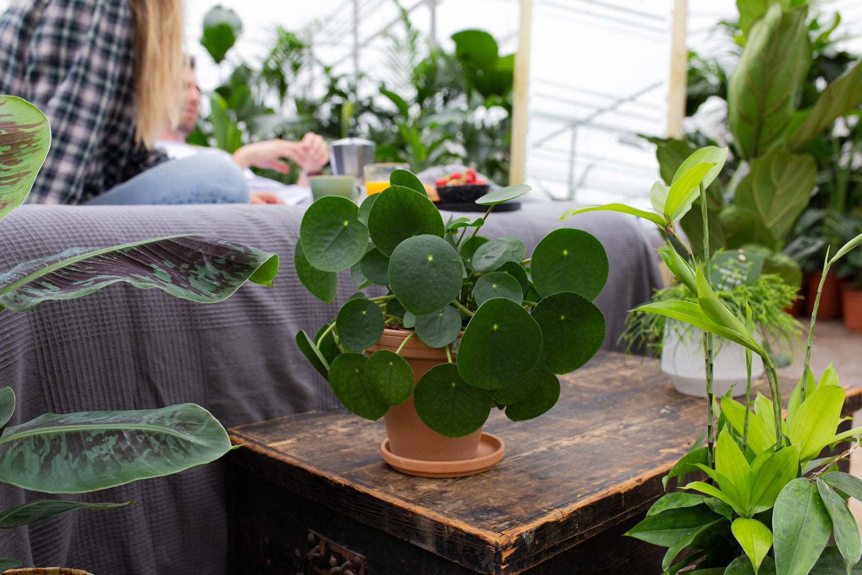 Pannenkoekplant verpotten | Plantsome 