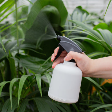 Van zomer naar herfst: zo pas je de verzorging van je kamerplanten aan