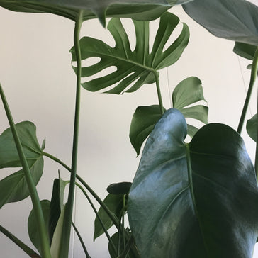 ''Voor je het weet ben je ‘verslaafd’ en heb je zelf ook een uit de kluiten gewassen Urban Jungle!''