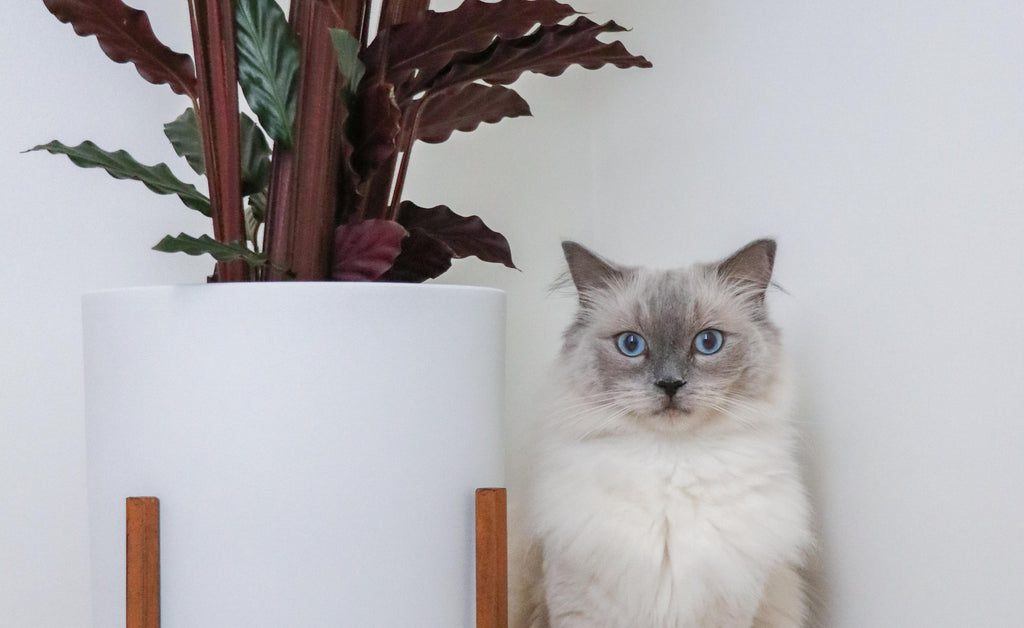 Katten en planten... ''Het begint altijd met onschuldig snuffelen en dan ineens HAP!''