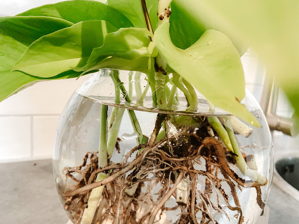 DIY: hydroponie, back to the roots!