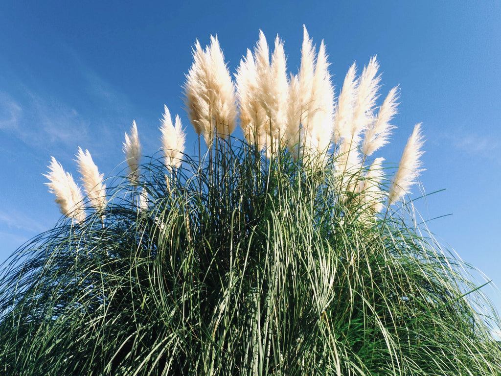 wanneer pluimen in pampasgras