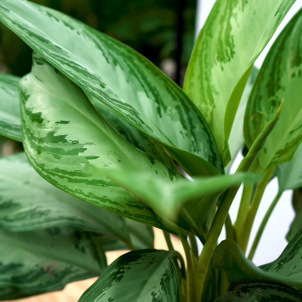 Schimmel op potgrond zo kom je er vanaf Plantsome
