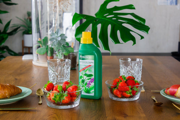 Voeding Kamerplanten | Plantsome 