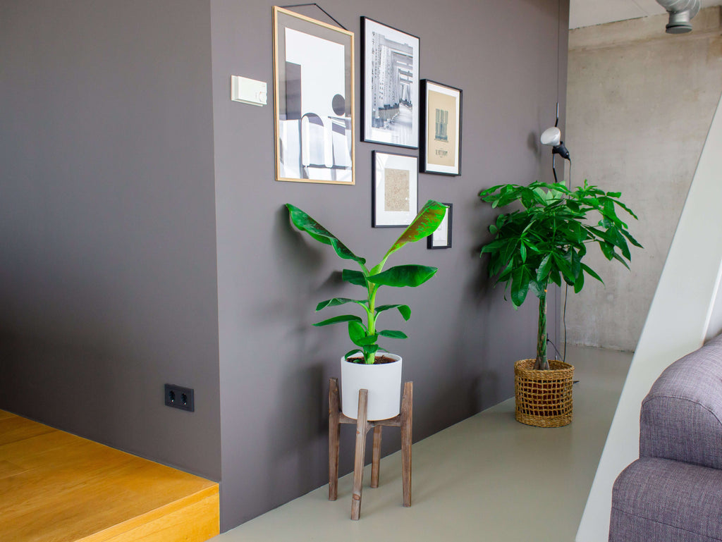 Bananenplant stekken in 5 stappen