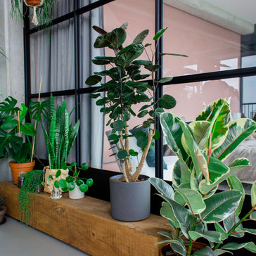 Zorgen luchtzuiverende planten voor een gezonder huis?