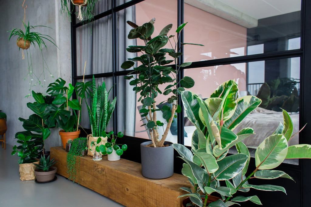 Zorgen luchtzuiverende planten voor een gezonder huis?