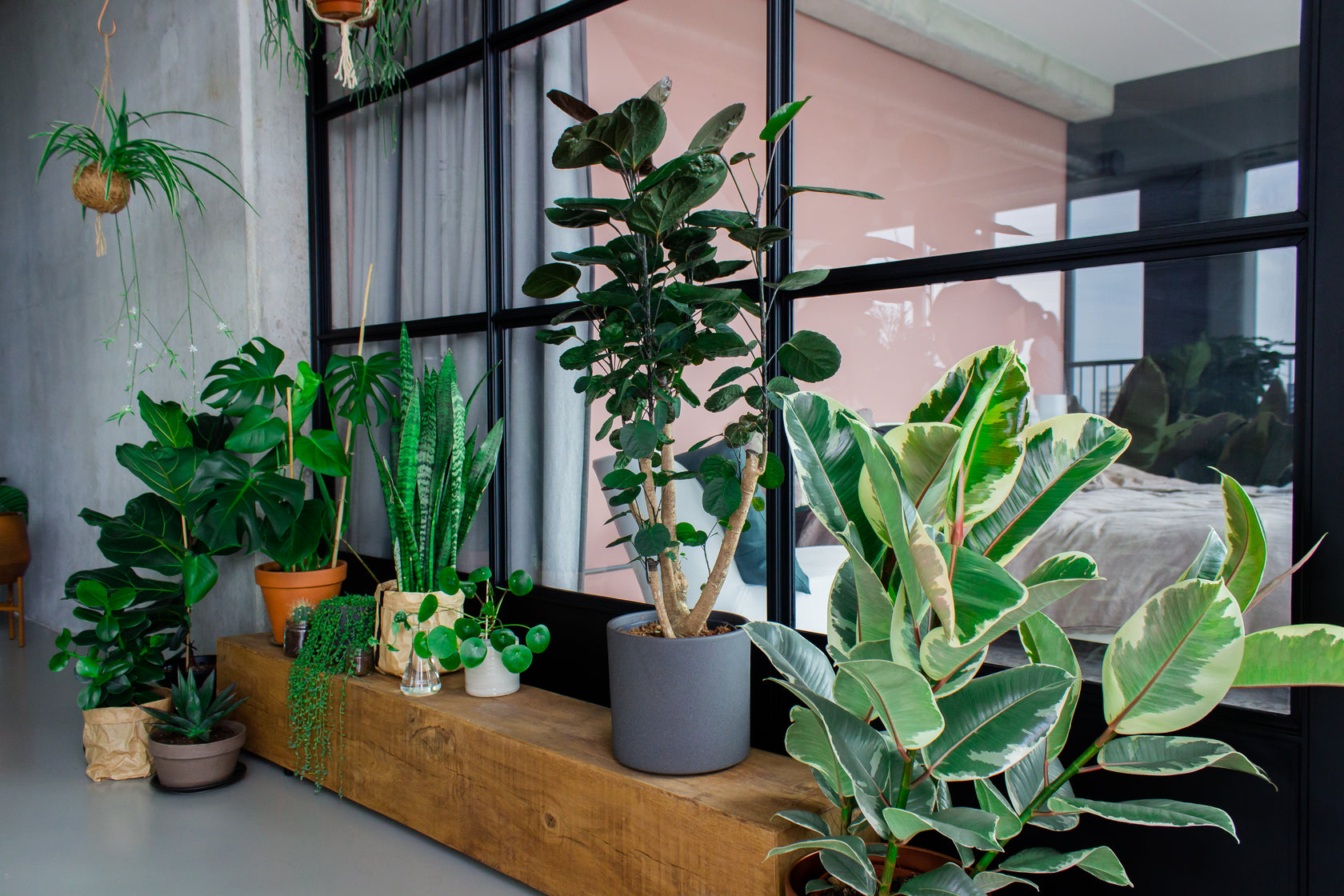 Planten woonkamer Polyscias | Plantsome 