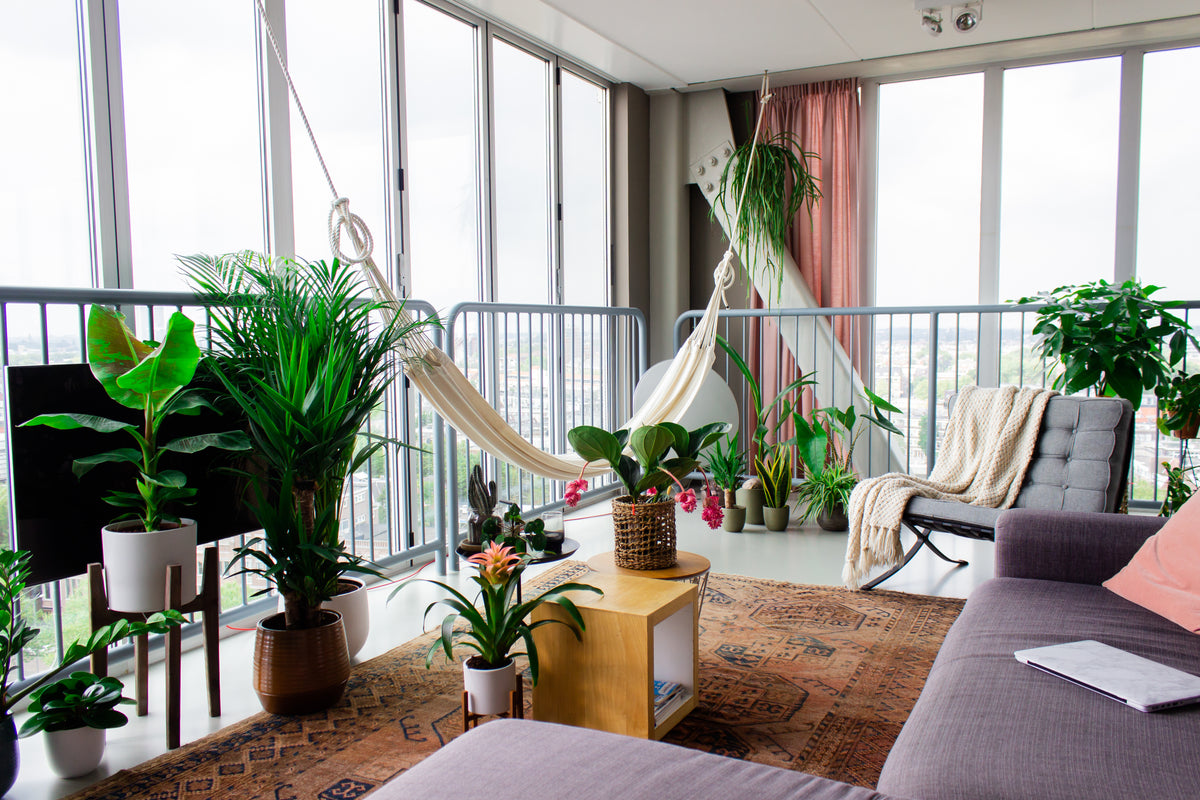 De mooiste grote kamerplanten om jouw Urban Jungle mee te starten!
