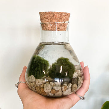 Zo verzorg je een Marimo moss ball