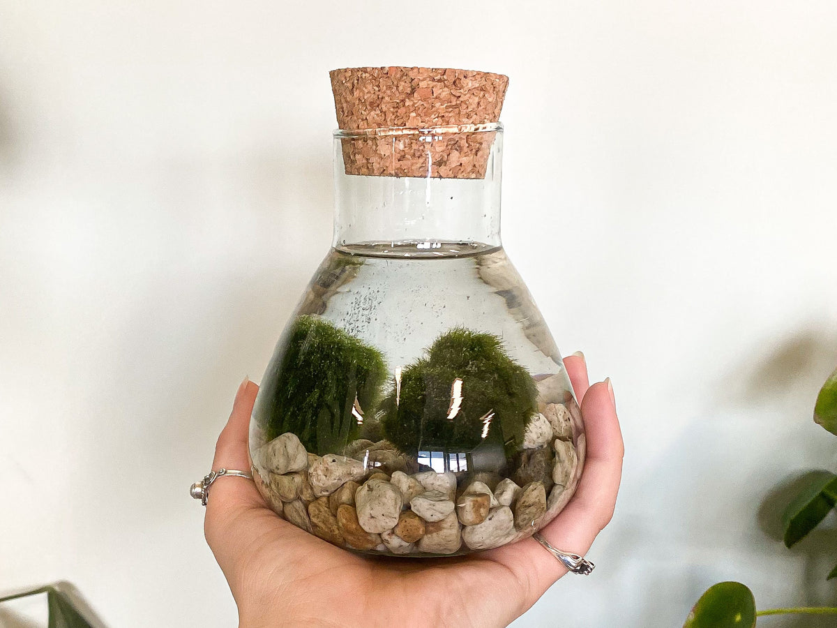 Zo verzorg je een Marimo moss ball