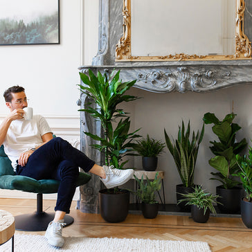 Top 5 kamerplanten voor in de schaduw