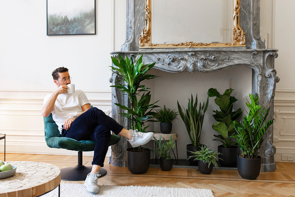 Top 5 kamerplanten voor in de schaduw