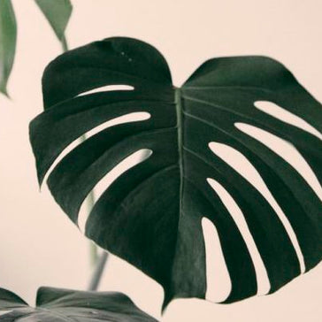 Plantsome's Grote Kamerplanten Tip #2: Monstera Pertusum