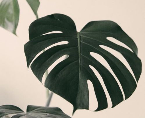 Plantsome's Grote Kamerplanten Tip #2: Monstera Pertusum