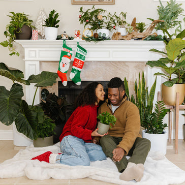 Kerstboom keuze: Echt? Kunststof? Adoptie? Het maakt niet zoveel uit.