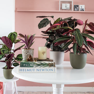 Party met de zusjes Calathea!