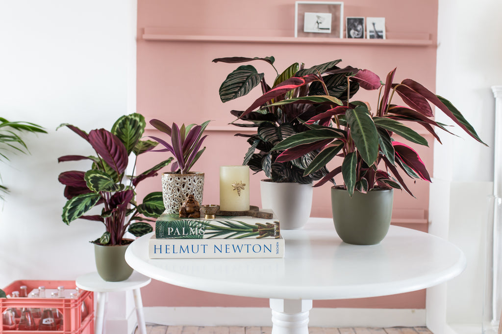 Party met de zusjes Calathea!
