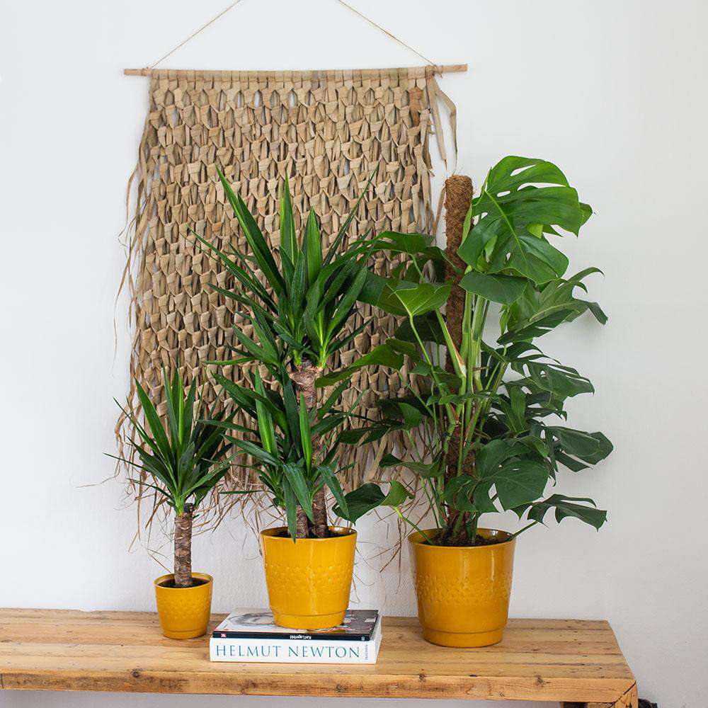 Creatief met mosstok: een Monstera opbinden