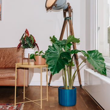Slappe en hangende kamerplanten