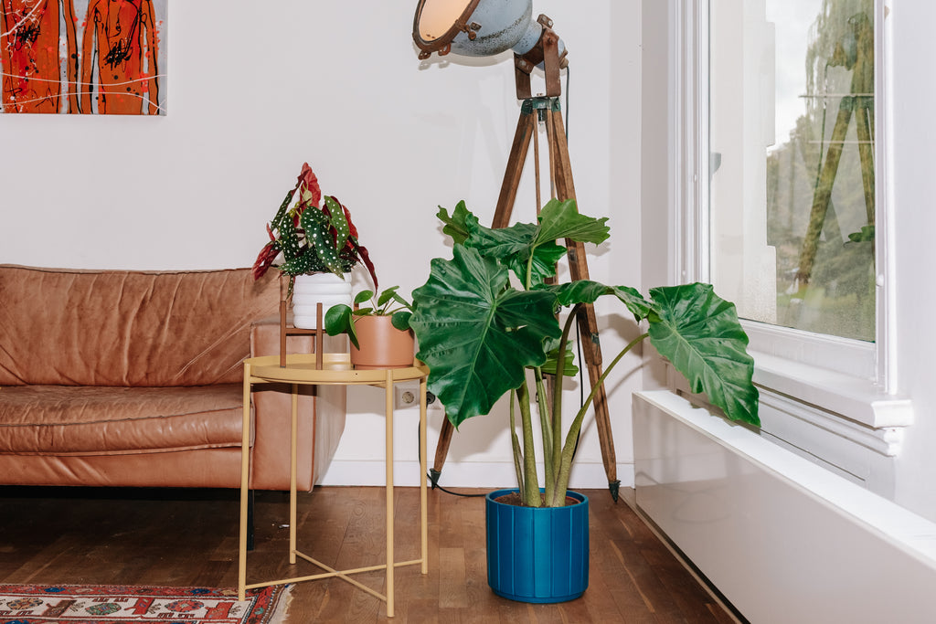 Slappe en hangende kamerplanten