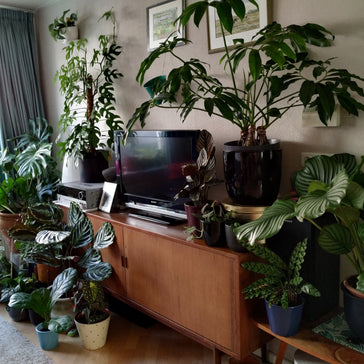 ''Ik dacht 80 planten te hebben, na een nieuwe ronde tellen blijken het er 112 te zijn!''