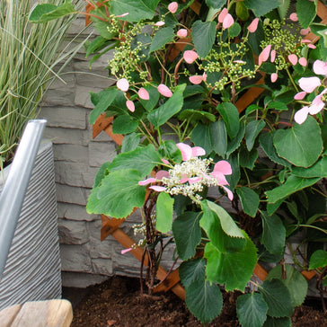 Standplaatsen voor je buitenplanten