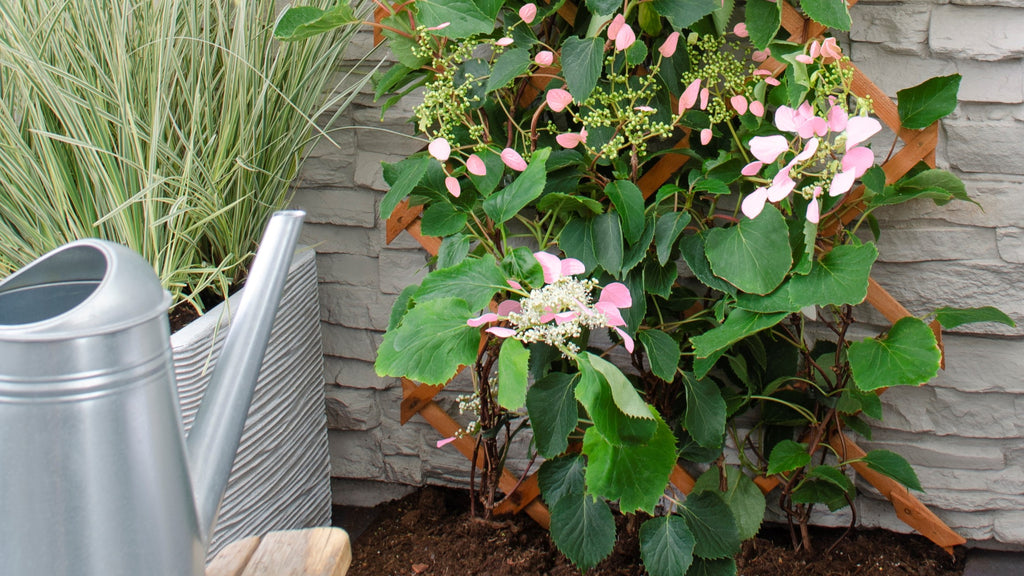 Standplaatsen voor je buitenplanten