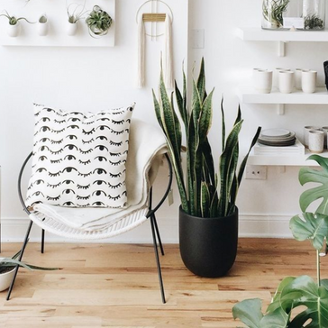 top 10 makkelijke kamerplanten | Plantsome 