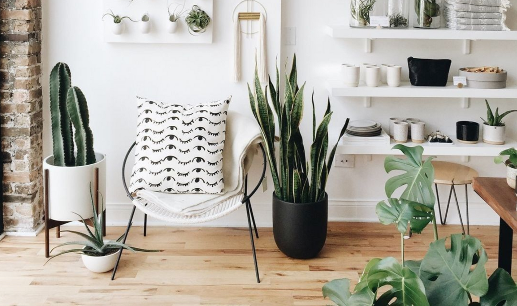 top 10 makkelijke kamerplanten | Plantsome 