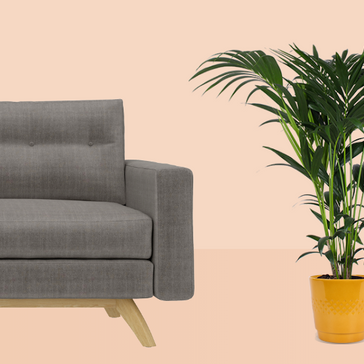 Plantsome's Grote Kamerplanten Tip #1: de Kentia Howea