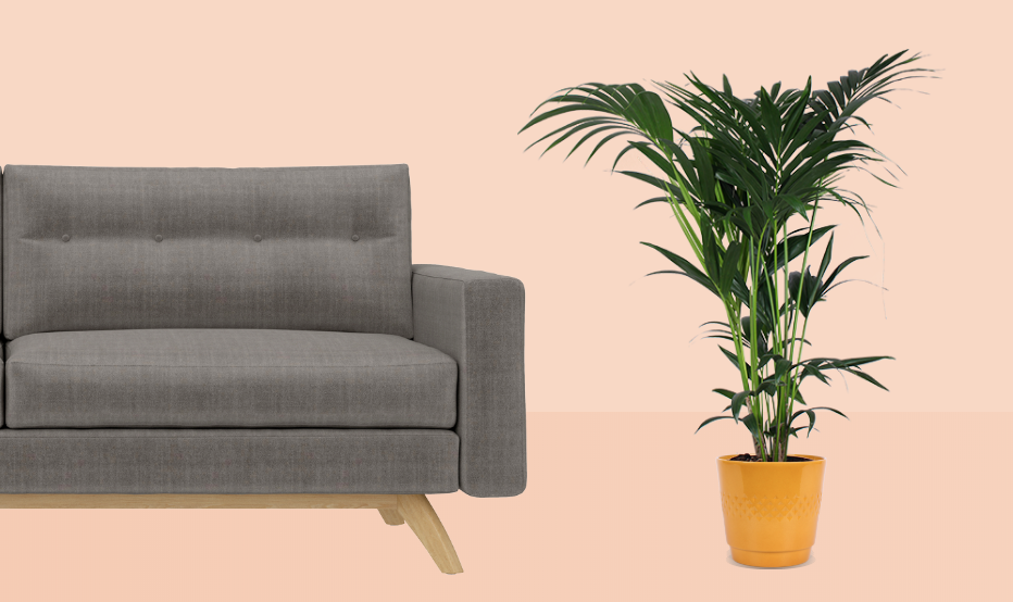 Plantsome's Grote Kamerplanten Tip #1: de Kentia Howea