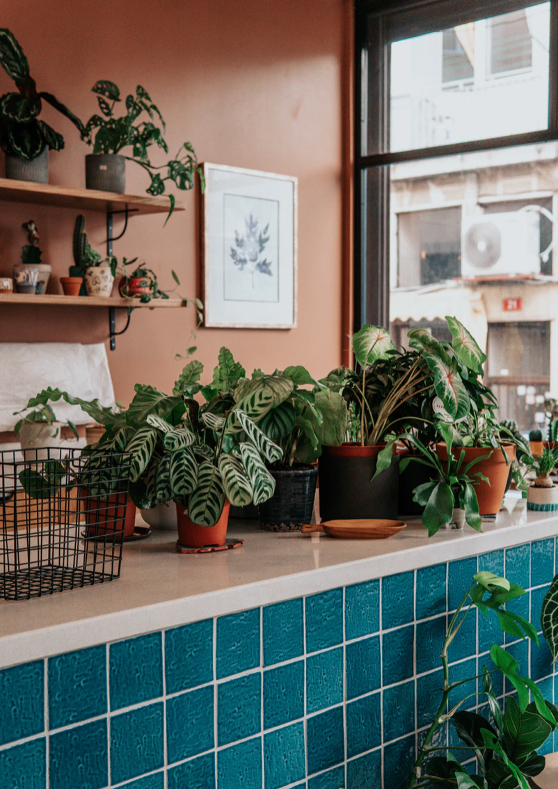 Hoe stek je een Calathea?