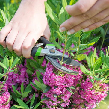 Wanneer en hoe snoei je buitenplanten? Leer het in deze how-to-snoei!